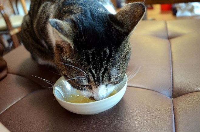 わんにゃん食育セミナー ~愛するペットの寿命を延ばそう