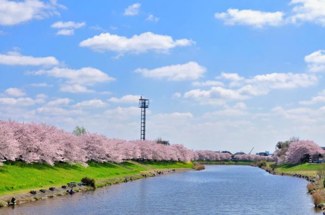 【2017京都】大切な人とおでかけしたい!春の京都を感じる桜まつり
