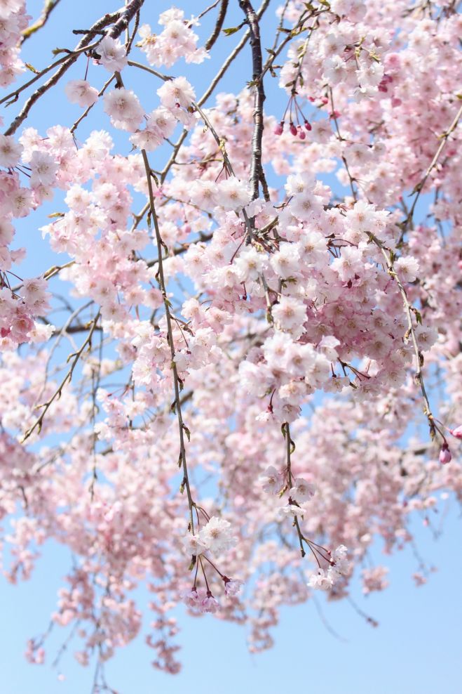 【2017】春の訪れを感じる、東北の桜まつり(青森・秋田・山形編)