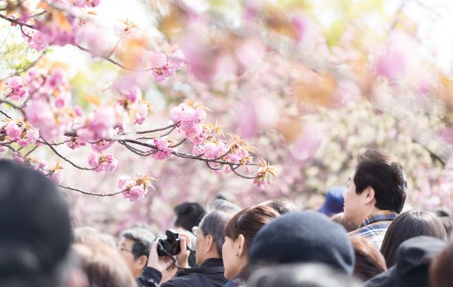 【2017】春の訪れを感じる、東北の桜まつり(宮城・岩手・福島編)