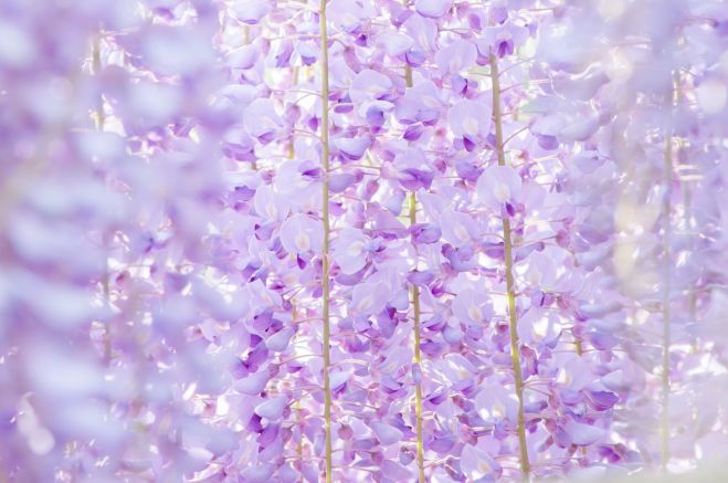 【2017四国・中国】大好きな人と行きたい!デートにぴったりお花のイベント