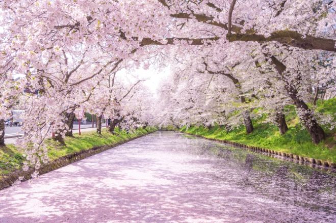【2020関西】春の訪れを感じる、関西の桜まつり