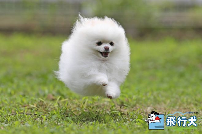 4thアニバーサリー 飛行犬撮影会 7 15 18年7月15日 栃木県 こくちーずプロ 4thアニバーサリー 飛行犬撮影会 7 15 18年7月15日 栃木県 こくちーずプロ