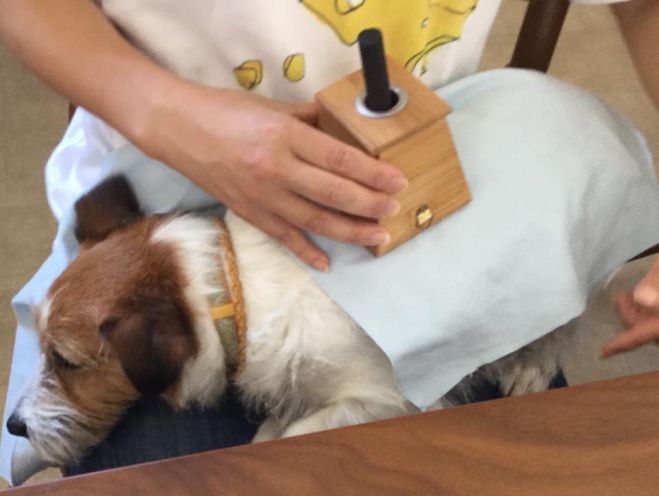 獣医師に学ぶペット鍼灸入門 コロコロ温灸 In 名古屋 18年9月30日 愛知県 こくちーずプロ