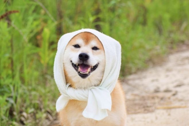 ハズバンダリーを知る 使う 犬御殿 19年2月日 19年2月21日 和歌山県 こくちーずプロ