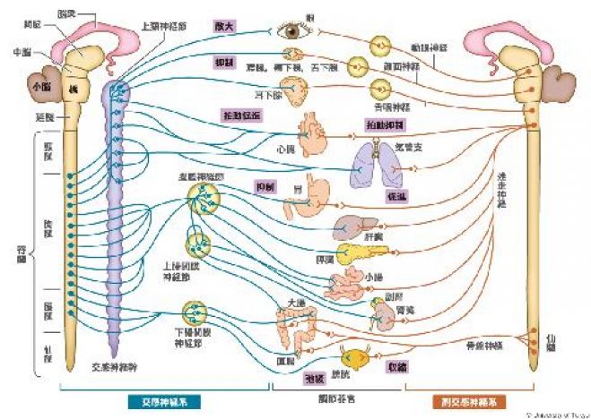 自律神経を整えるための筋膜ボディケアセミナー 背中 頭皮編 19年2月24日 沖縄県 こくちーずプロ