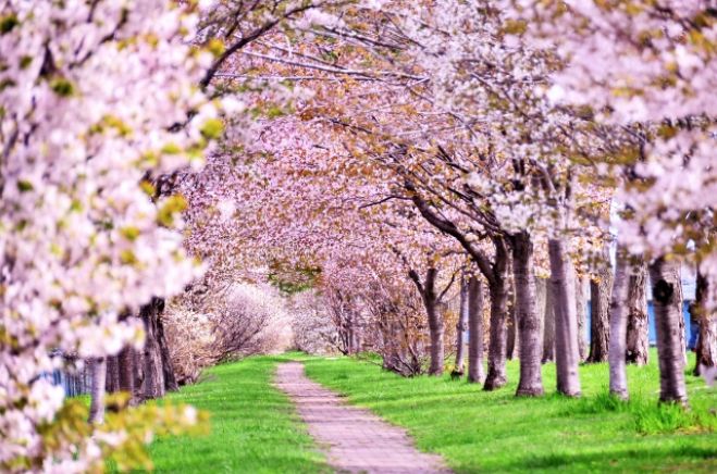 正しい季節の過ごし方 春編 19年3月31日 北海道 こくちーずプロ 正しい季節の過ごし方 春編 19年3月31日 北海道 こくちーずプロ