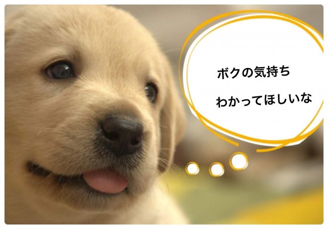 アニマルコミュニケーション 2019年3月31日 神奈川県 こくちーずプロ