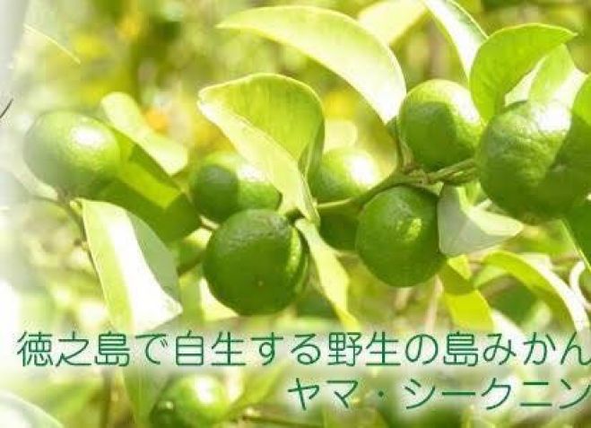 自然栽培徳之島ヤマシークニン酵素シロップ講座 19年9月16日 東京都 こくちーずプロ