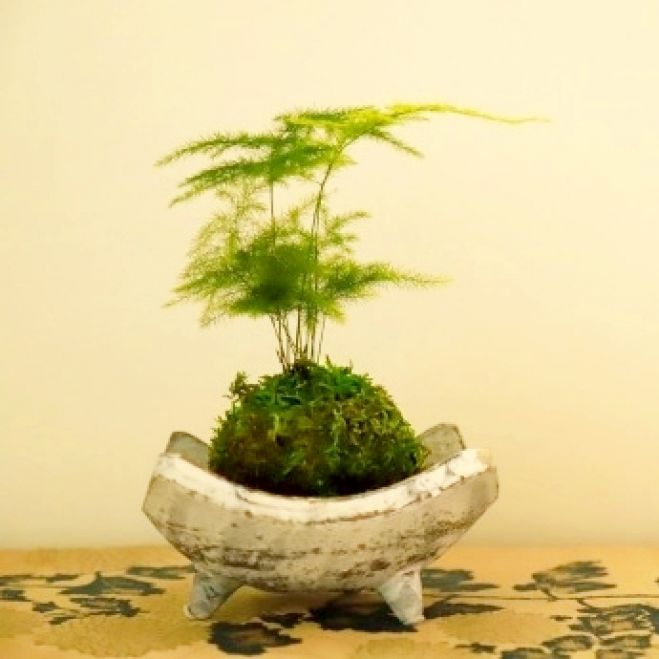 苔玉 お部屋に観葉植物で癒しを 22年6月11日 福岡県 こくちーずプロ