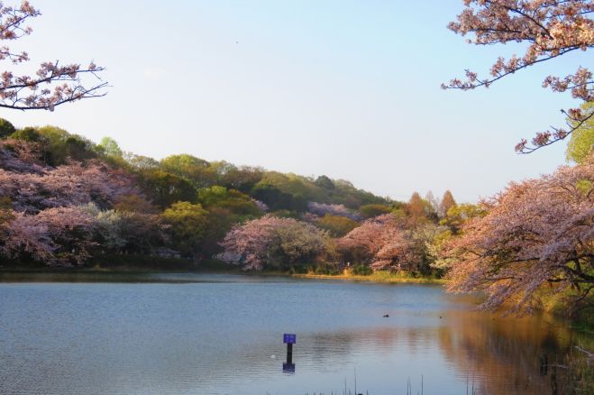 お花見ラン 川崎駅付近の銭湯から三ッ池公園まで往復約8kmランニング 飲み会 年3月28日 神奈川県 こくちーずプロ