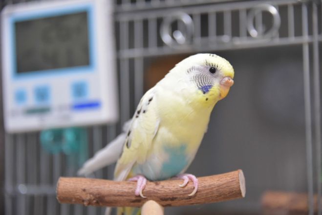 黄色いインコ セミナー 勉強会 イベント こくちーずプロ 黄色いインコ セミナー 勉強会 イベント こくちーずプロ