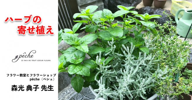 ハーブの寄せ植え 年7月11日 岡山県 こくちーずプロ