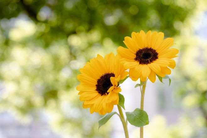 TOPコミュニケーションで、前を向く集団運営を! 〜リモートワークでの心のギャップを防ぐために〜