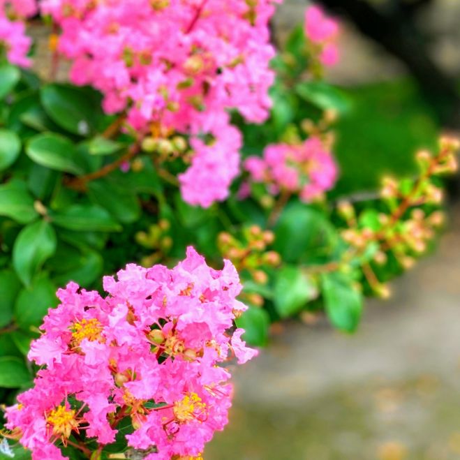 人生の目的は 幸せになること ブッダが教える2種類の幸せとは 年12月2日 静岡県 こくちーずプロ