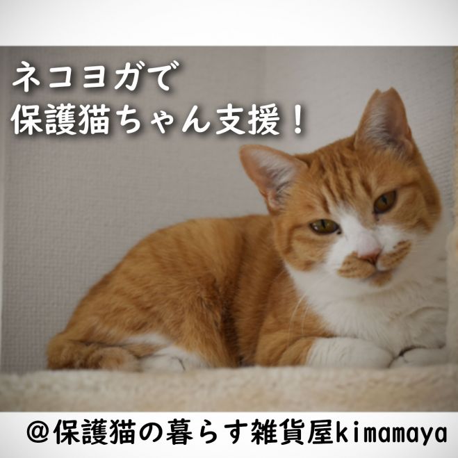 ネコちゃんを支えて癒される オンラインネコヨガ 21年3月14日 東京都 こくちーずプロ ネコちゃんを支えて癒される オンラインネコヨガ 21年3月14日 東京都 こくちーずプロ