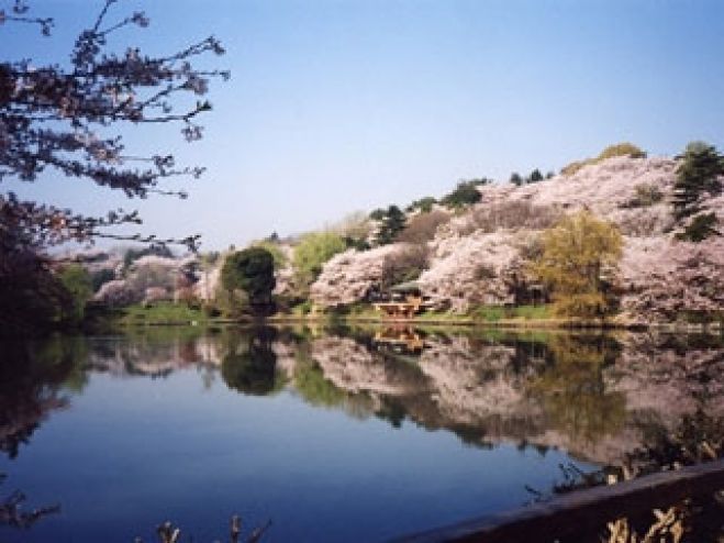 三ツ池公園花見ハイキング 21年3月28日 こくちーずプロ