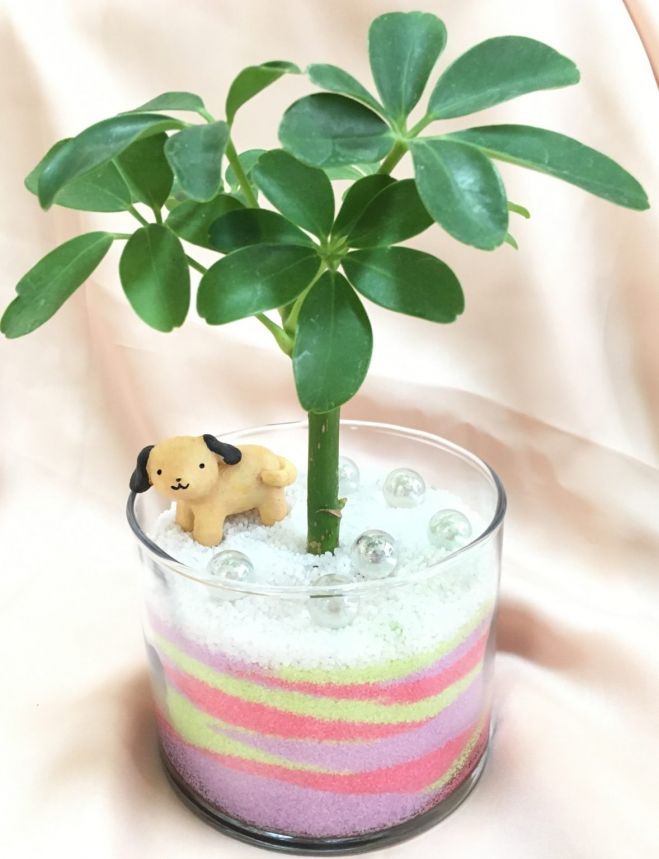 カラーサンド お部屋に観葉植物で癒しを 22年7月30日 福岡県 こくちーずプロ
