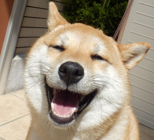 犬の皮膚イベント特集 こくちーずプロ