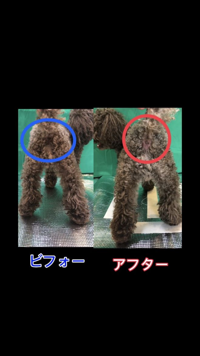 犬の筋肉疲労と予防マッサージ 21年5月29日 オンライン Skype こくちーずプロ