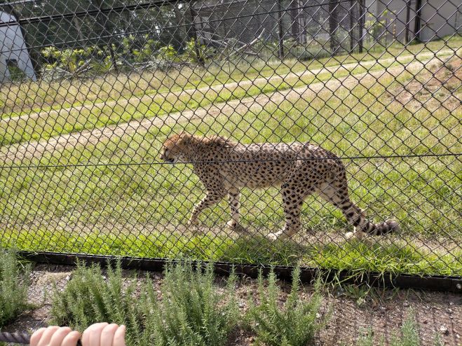 38 55歳 千葉市動物園出会い散策 2021年6月26日 千葉県 こくちーずプロ