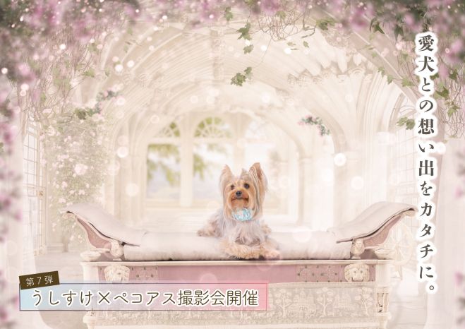 うちの子 写真 動画 撮影会bistro うしすけ Photojoy 関東 21年10月30日 東京都 こくちーずプロ うちの子 写真 動画 撮影会bistro うしすけ Photojoy 関東 21年10月30日 東京都 こくちーずプロ