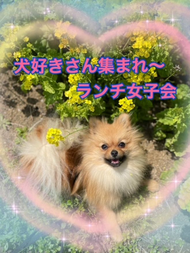 犬好きさん集まれ ランチ女子会 21年11月28日 大阪府 こくちーずプロ