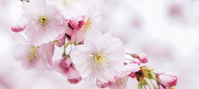 4月3日 日 名古屋お花見会 名城公園 22年4月3日 こくちーずプロ