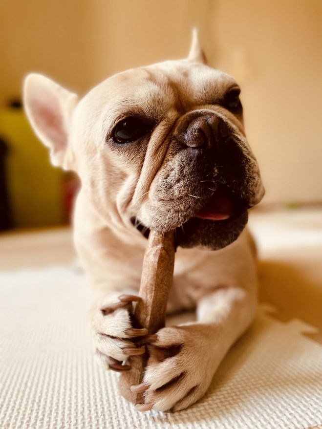 鼻ぺちゃ犬種のための口腔ケアセミナー 22年3月26日 オンライン Zoom こくちーずプロ