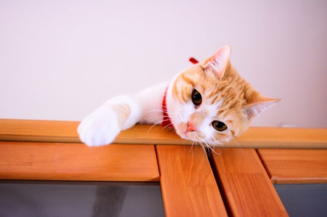 女子急募 22 7 24 10時 猫好きさん 集まれ 猫カフェ癒され婚活 第1部 業界初 マジックレッスンin猫カフェ 対象年齢 35 45才 22年7月24日 三重県 こくちーずプロ