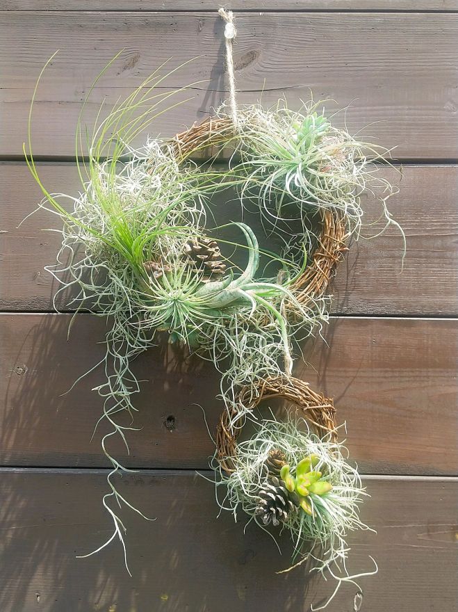 植物レッスン チランジアと多肉植物のリース 22年9月11日 大阪府 こくちーずプロ