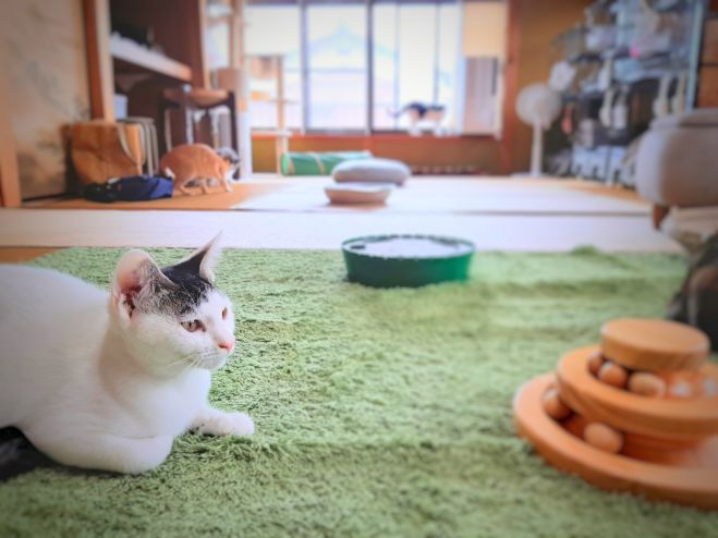 モニター様価格】猫ちゃんとスマホ写真撮影1Dayレッスン 2022年10月26日（滋賀県） こくちーずプロ