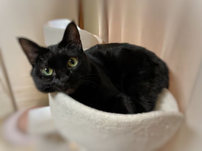 女子急募❣猫好きさん♡集まれ～!!2023.8.6㈰14:00～猫カフェ癒され婚  