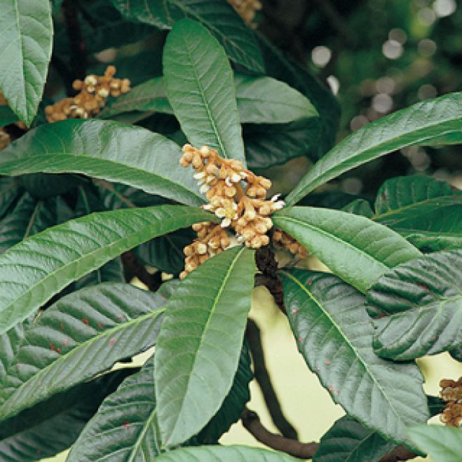 びわ の 葉 エキス の 作り方 ビワ葉エキスを使った温湿布の作り方 かわしま屋 Well Being