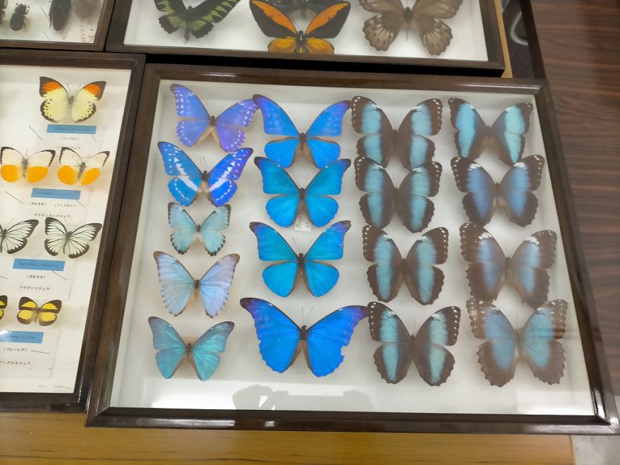 海外産標本｜マレーシア産 カミキリムシ 昆虫標本 カミキリムシ標本6頭