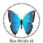 BlueMorpho66