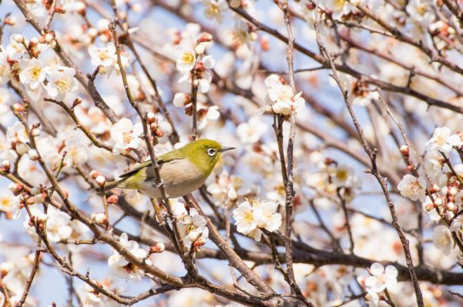 【2017関西】春休みだから行ける!!子どもと参加する気になるイベント