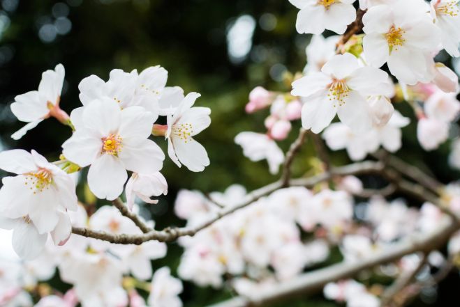 【2017関西】春の訪れを感じる、関西の桜まつり