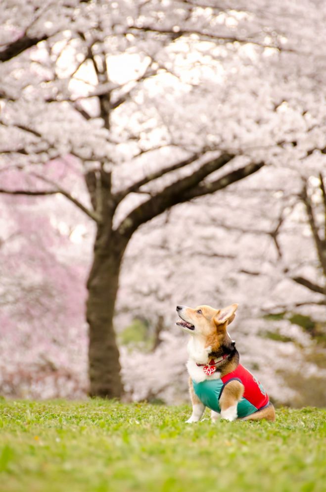 17 ぽかぽか春の陽気を感じる 九州の桜まつり こくちーずプロ