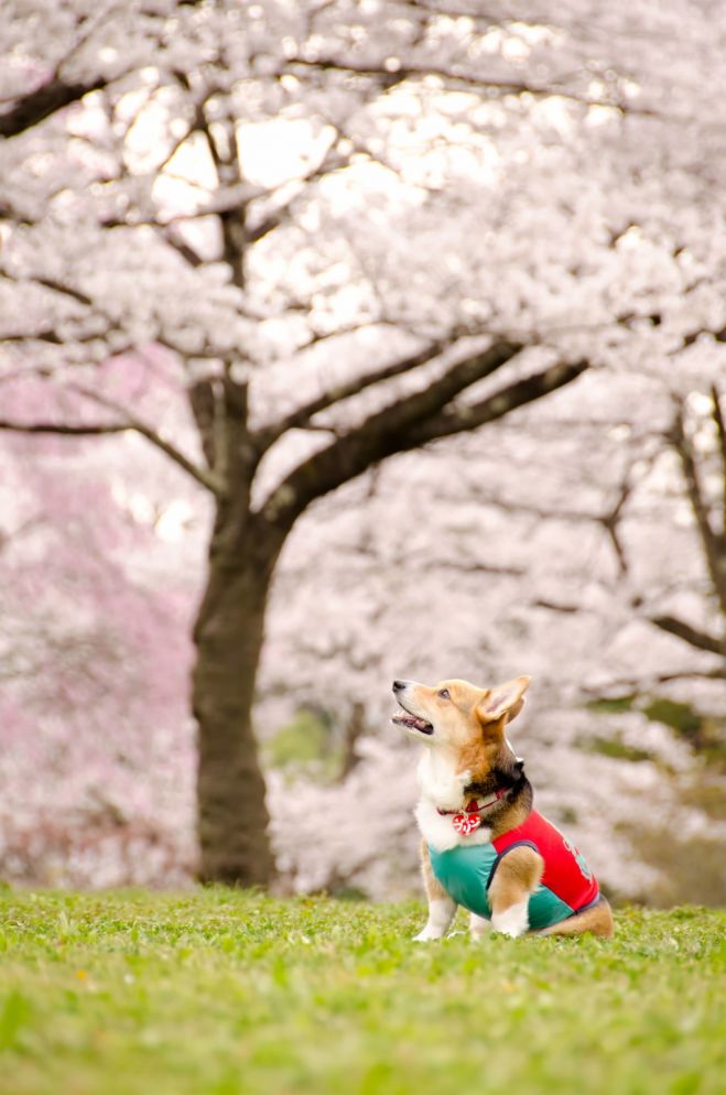 【2017】ぽかぽか春の陽気を感じる、九州の桜まつり