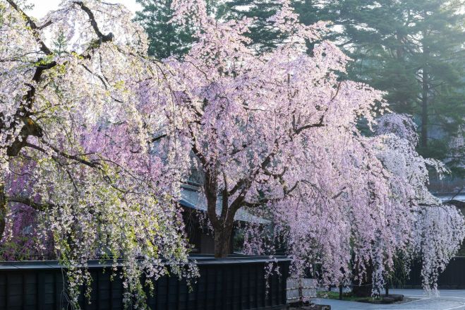 【2017】ぽかぽか春の陽気を感じる、名古屋の桜まつり