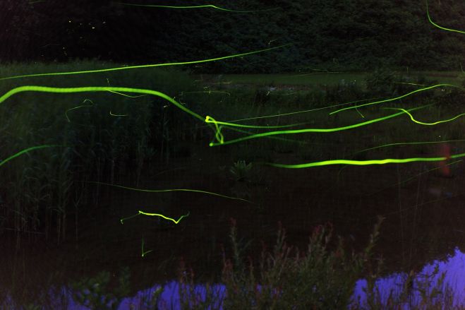 【2017関東・初夏】ホタルの幻想的な輝きを楽しむイベント