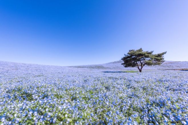 【2020関東】大好きな人と行きたい!デートにぴったりお花のイベント