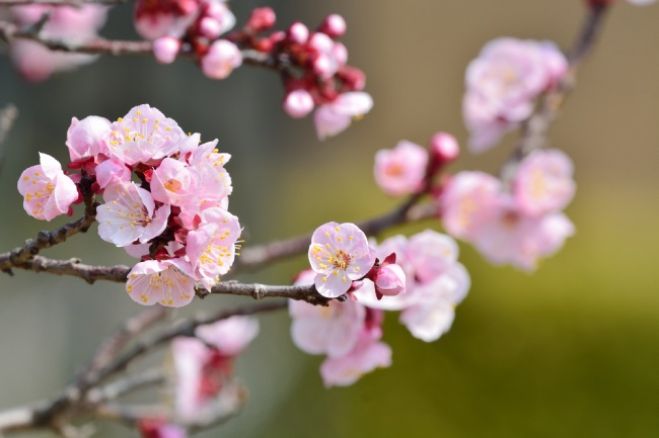 18 ぽかぽか春の陽気を感じる 九州の桜まつり こくちーずプロ