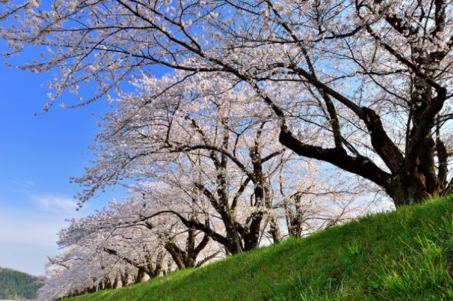 【2018関東】春の訪れを感じる、関東の桜まつり