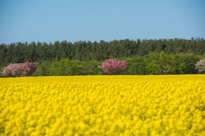 【2018東北】ゴールデンウィークを彩る、お花のイベント