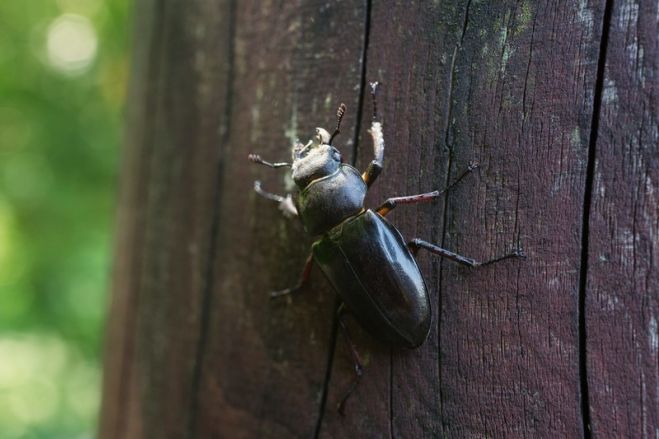 【2019夏休み】僕たちのヒーロー!カブトムシ・クワガタとふれあうイベント